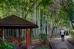 竹いっぱいの遊歩道