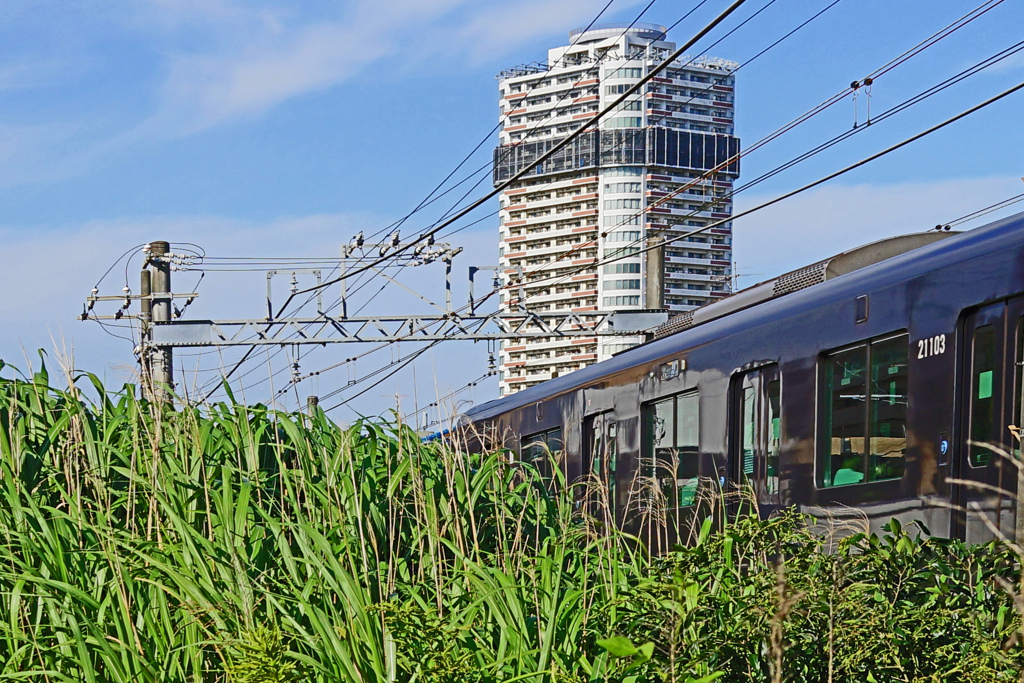 相鉄 電車往来 ⑪夏草とタワマンと黒スケと