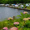 紫陽花と太公望 ①