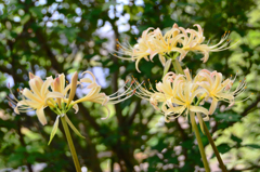 木陰の黄白トリオ