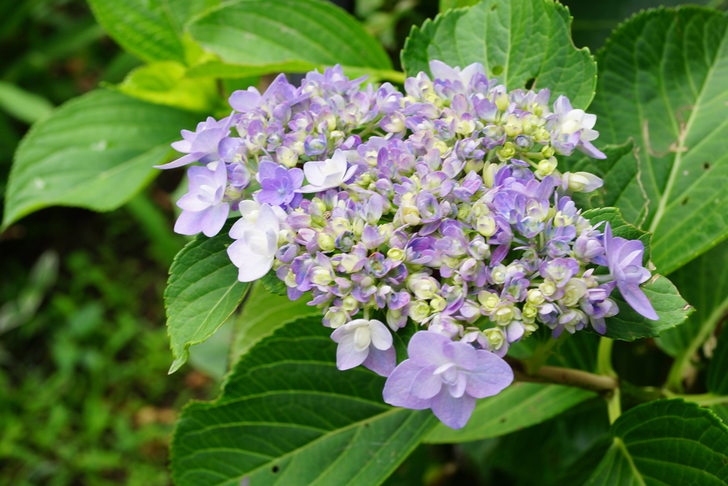 庭の花　紫陽花 ①