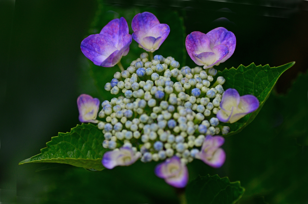 五三の額紫陽花