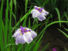 館林花菖蒲祭り　③ 花菖蒲 b