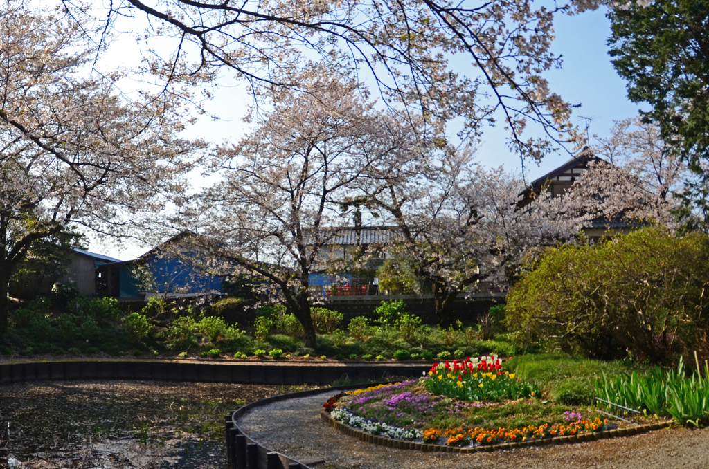 2020 桜散る　② 天神様 裏池で