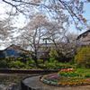 2020 桜散る　② 天神様 裏池で
