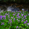 春の小川　②貴花のお名前 ？何てーの？