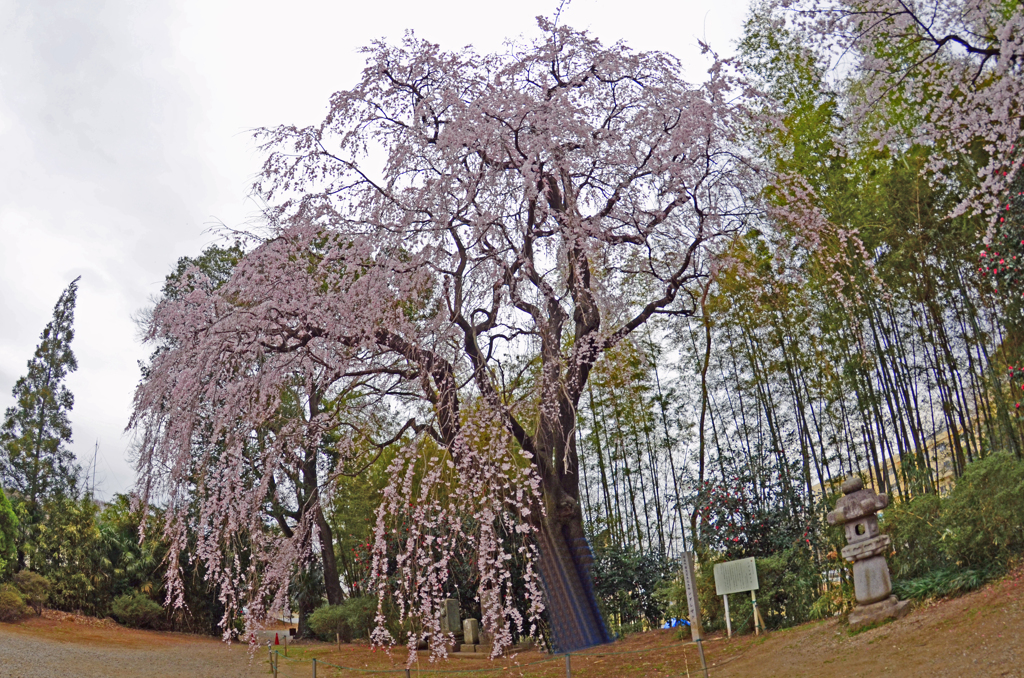 枝垂桜　今年は早めに・・。