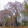 枝垂桜　今年は早めに・・。