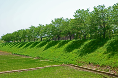 葉桜堤 緑陰