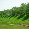 葉桜堤 緑陰