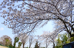 お花見