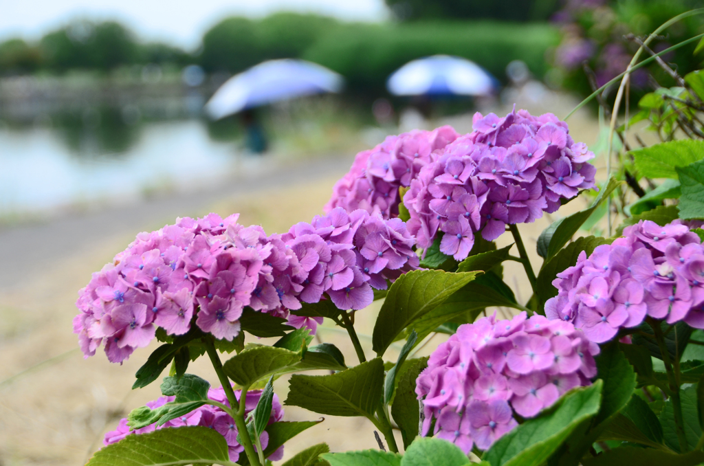 釣り人と紫陽花②