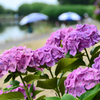 釣り人と紫陽花②