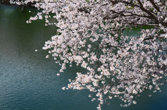 肘曲り池の桜 ②