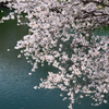 肘曲り池の桜 ②
