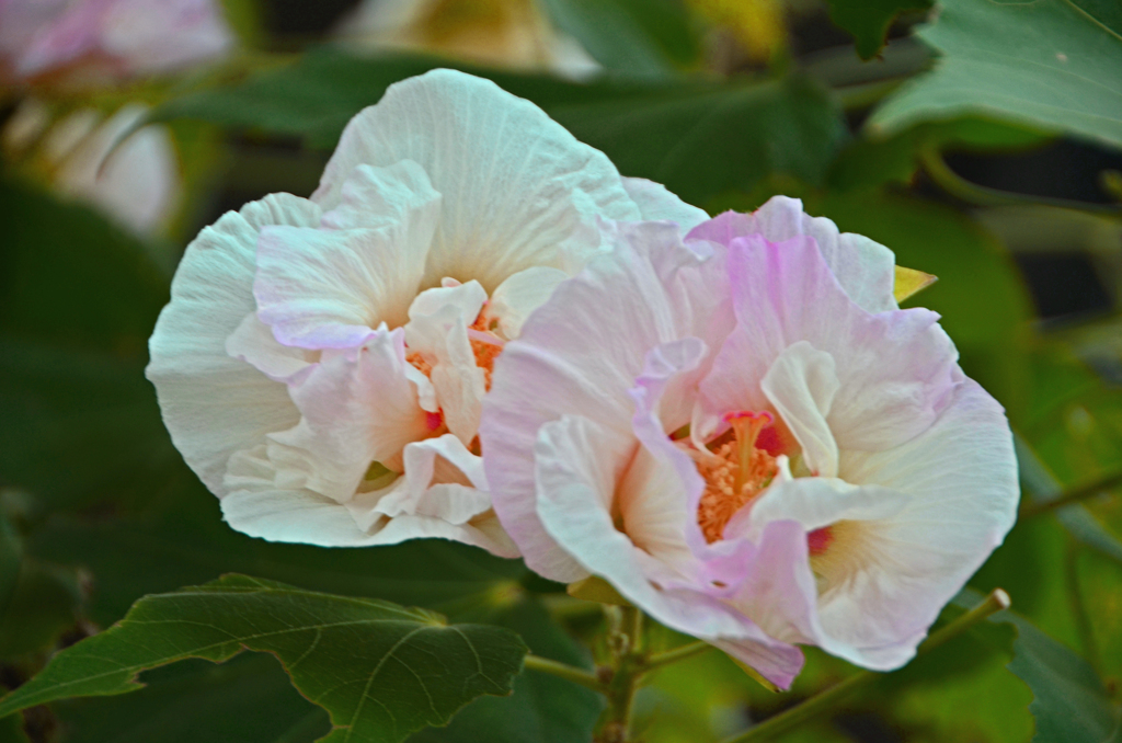 ほろ酔い気分・・・酔芙蓉