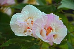 ほろ酔い気分・・・酔芙蓉