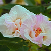 ほろ酔い気分・・・酔芙蓉