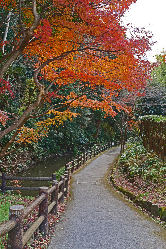 「まだ紅葉やってます」①