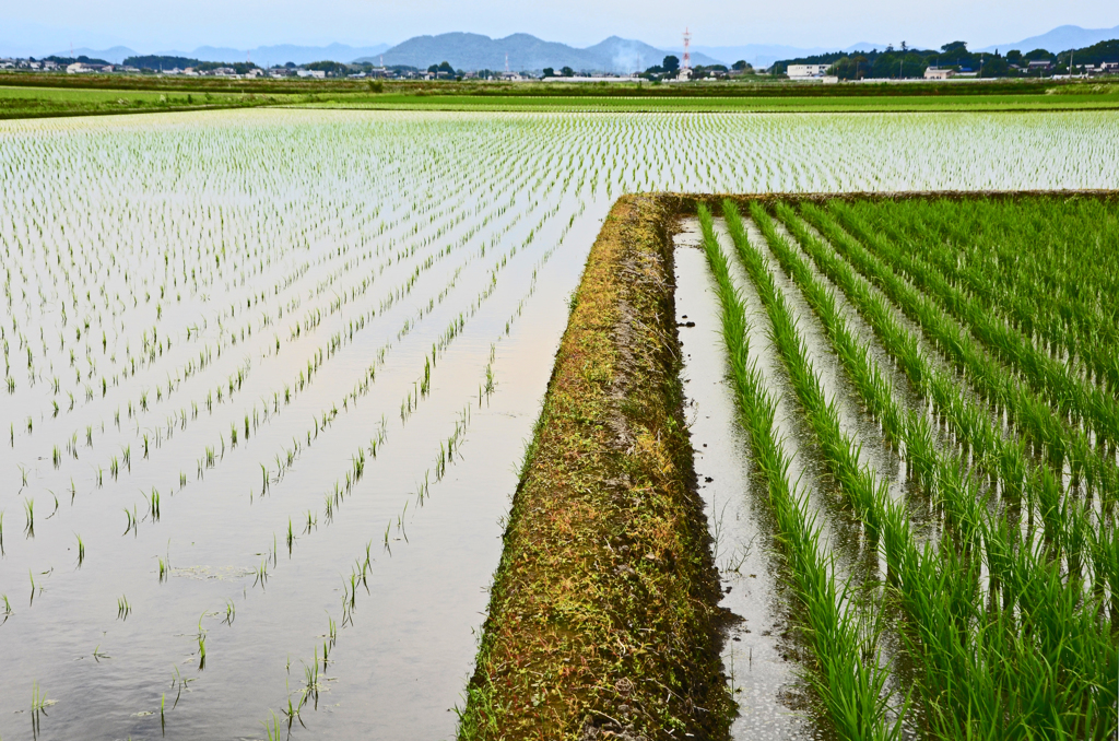 梅雨入り近し