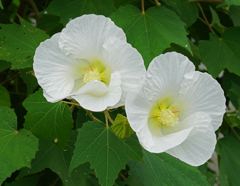 酔芙蓉　① 朝は しらふ（素面）で