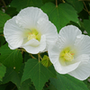 酔芙蓉　① 朝は しらふ（素面）で