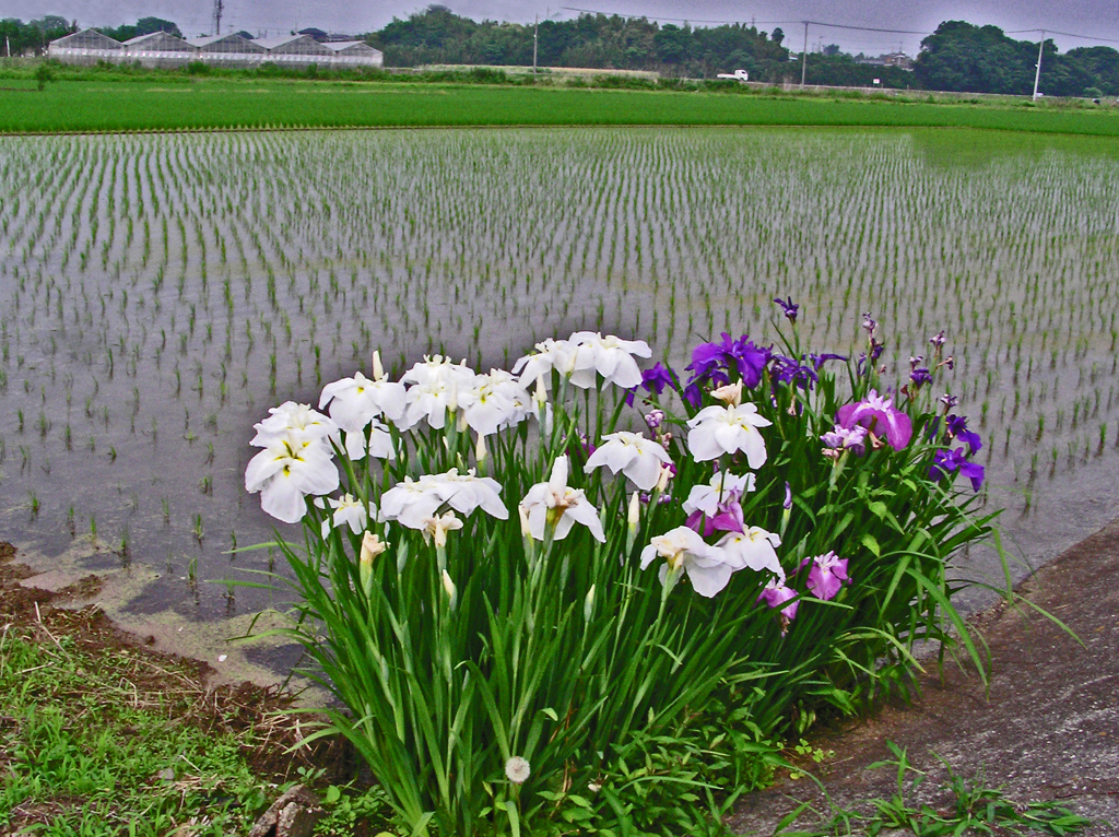 田圃の片隅に咲く　① 花菖蒲