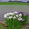 田圃の片隅に咲く　① 花菖蒲