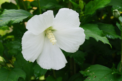 庭の花　②純白のムクゲ