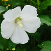 庭の花　②純白のムクゲ