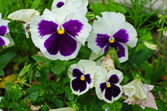 パンジー 十花十色  ①白色紫