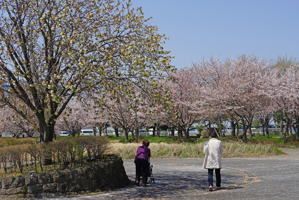 2020御衣黄桜　③ 親孝行