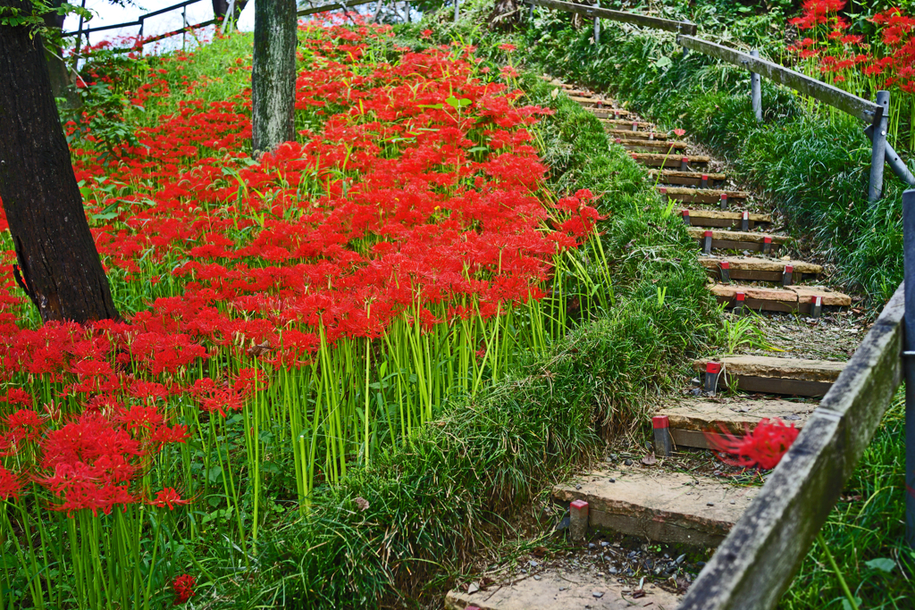 彼岸花　① 丘の南面階段