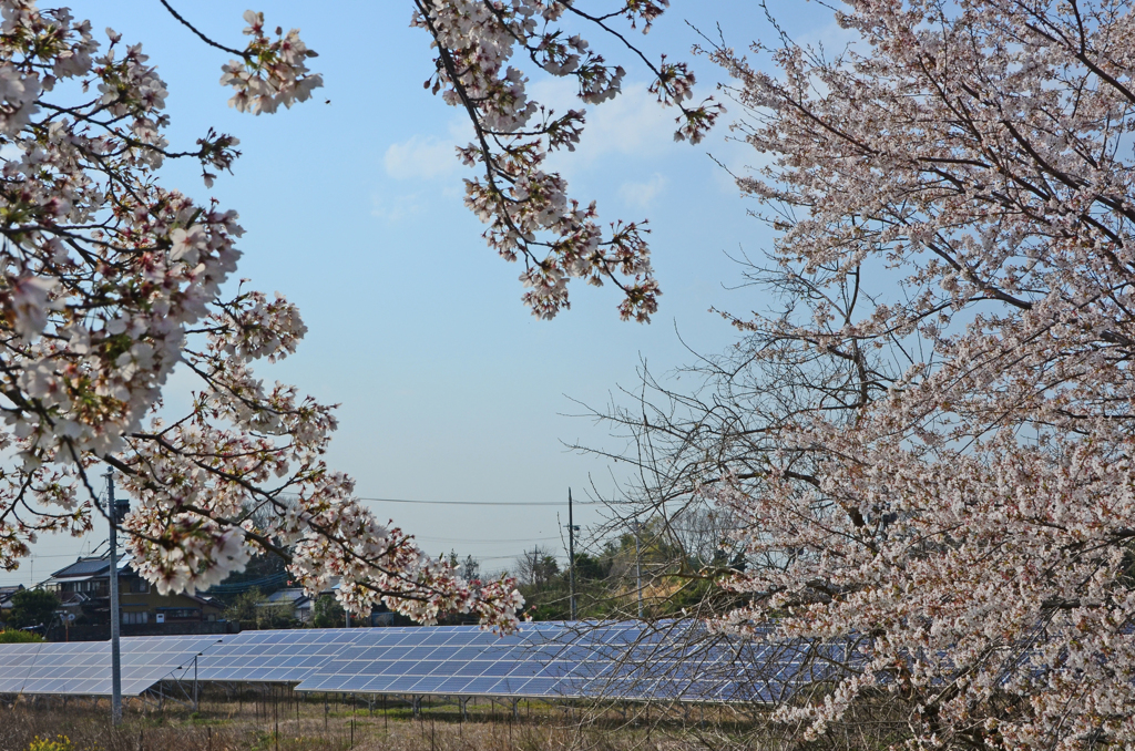 桜 と 電気畑