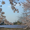 桜 と 電気畑