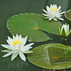睡蓮　② 白い花