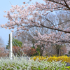 桜・雪柳　競演 ②