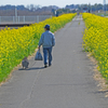 菜の花土手