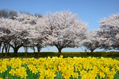 桜と水仙の競演①
