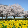 桜と水仙の競演①