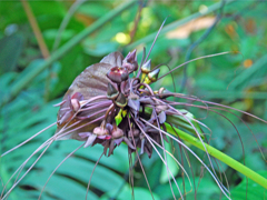 温室の花　ブラックキャット