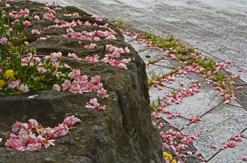 御衣黄桜　⑥ ありがとう！ また来年