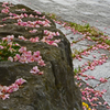 御衣黄桜　⑥ ありがとう！ また来年