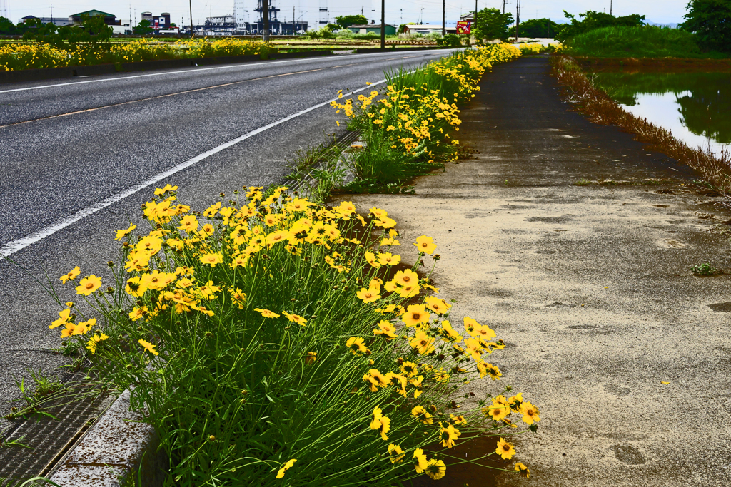 道　① 黄色の道