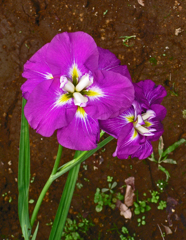 館林花菖蒲祭り　➃ 花菖蒲 c