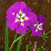 館林花菖蒲祭り　➃ 花菖蒲 c