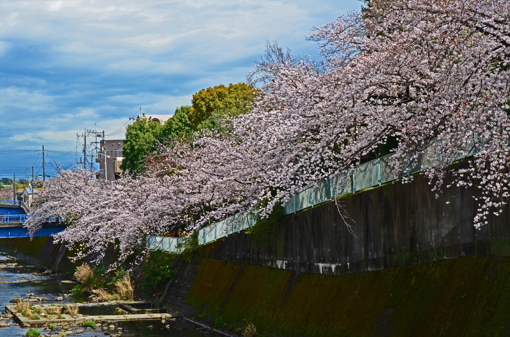 帷子川の桜 満開 ①