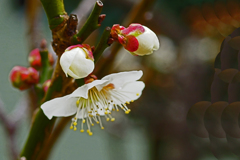 ♬梅は咲いたか 桜はまだかいな♬