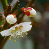 ♬梅は咲いたか 桜はまだかいな♬