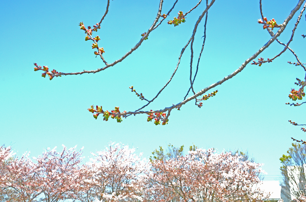 御衣黄桜　③ 枝ぶり模様